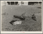 Skeleton of horse dead of compaction due to poor feed. William Butler farm near Anthon, Iowa