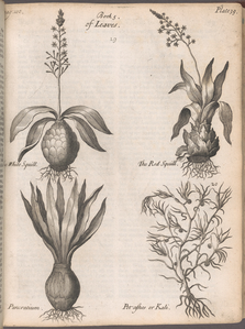 A compleat history of druggs