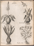 Illustration accompanying the medical uses of leaves