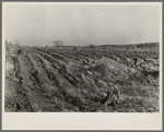 Soil erosion. Hamilton County, Illinois. This land has been cleared of timber and put into corn. Note stumps of trees, and beginning of erosion gullies