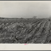 Soil erosion. Hamilton County, Illinois. This land has been cleared of timber and put into corn. Note stumps of trees, and beginning of erosion gullies