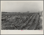 Soil erosion. Hamilton County, Illinois. This land has been cleared of timber and put into corn. Note stumps of trees, and beginning of erosion gullies