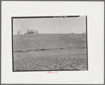 Soil erosion in Posey County, Indiana. Grass has been planted in an effort to slow the process of gully formation