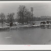 Livestock on a levee. A flooded farm. Cache, Illinois