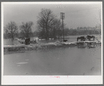 Livestock on a levee. A flooded farm. Cache, Illinois