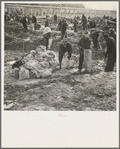 Workers filling bags with sand during the flood. Cairo, Illinois