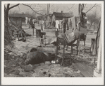 A backyard in Maunie, Illinois, after the flood