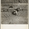 Flood-drowned chickens on road near Maunie, Illinois