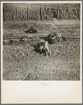 Flood-drowned chickens on road near Maunie, Illinois