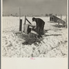 Oscar Gaither, tenant farmer near McLeansboro, Illinois, feeding his pigs