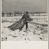 Oscar Gaither dragging fodder to feed his horses. Near McLeansboro, Illinois. Gaither is a tenant farmer