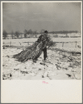 Oscar Gaither dragging fodder to feed his horses. Near McLeansboro, Illinois. Gaither is a tenant farmer