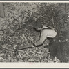 Workman removing flooded corn from crib at hominy mill. Mount Vernon, Indiana. Several thousand bushels were lost in this crib which was built above level of 1913 flood, previously the greatest on record