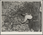 Workman removing flooded corn from crib at hominy mill. Mount Vernon, Indiana. Several thousand bushels were lost in this crib which was built above level of 1913 flood, previously the greatest on record