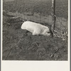 Hog drowned in the flood and half buried underground. Black Township, Posey County, Indiana