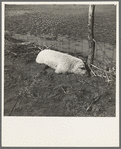 Hog drowned in the flood and half buried underground. Black Township, Posey County, Indiana