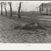 A drowned mule who was caught on the limb of a tree. Posey County, Indiana. 1937 flood.
