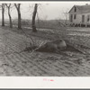 A drowned mule who was caught on the limb of a tree. Posey County, Indiana. 1937 flood