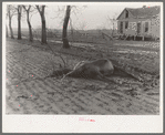 A drowned mule who was caught on the limb of a tree. Posey County, Indiana. 1937 flood
