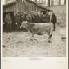 Auctioning a cow at Frank Sheroan's closing-out sale near Montmorenci, Indiana
