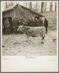 Auctioning a cow at Frank Sheroan's closing-out sale near Montmorenci, Indiana