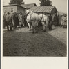 A team of horses being auctioned off at the closing-out sale of Frank Sheroan, tenant farmer. Near Montmorenci, Indiana