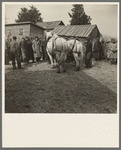 A team of horses being auctioned off at the closing-out sale of Frank Sheroan, tenant farmer. Near Montmorenci, Indiana