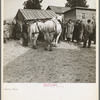 A team of horses being auctioned off at the closing-out sale of Frank Sheroan, tenant farmer. Near Montmorenci, Indiana