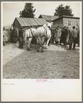 A team of horses being auctioned off at the closing-out sale of Frank Sheroan, tenant farmer. Near Montmorenci, Indiana