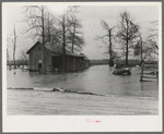 Flooded farm near New Madrid, Missouri