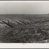 Soil erosion in the cornfield on William Keefe's farm in Benton County, Indiana. Note subsoil, and gradation to fertile topsoil from left to right. This county has the best soil in the state