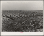 Soil erosion in the cornfield on William Keefe's farm in Benton County, Indiana. Note subsoil, and gradation to fertile topsoil from left to right. This county has the best soil in the state