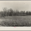 Corn with bare spots near McLeansboro, Illinois