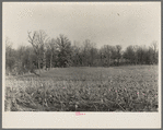 Corn with bare spots near McLeansboro, Illinois