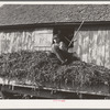 August Feck and a load of soybean hay. Feck's three hundred tewnty acre farm near Templeton, Indiana, is owned by an absentee landlord who lives in Florida