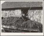 August Feck and a load of soybean hay. Feck's three hundred tewnty acre farm near Templeton, Indiana, is owned by an absentee landlord who lives in Florida