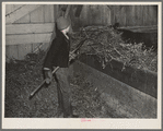 6:30 p.m. Tip Estes' son, Charles, putting hay in the manger for the cattle. Near Fowler, Indiana