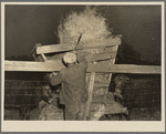 6:45 p.m. Tip Estes, hired man near Fowler, Indiana, pitching hay into feeding racks. Many cattle are fed on this farm