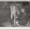 Tip Estes, tenant farmer near Fowler, Indiana, milking a cow