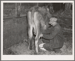 Tip Estes, tenant farmer near Fowler, Indiana, milking a cow