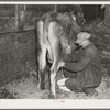 Tip Estes, tenant farmer near Fowler, Indiana, milking a cow