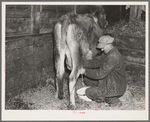 Tip Estes, tenant farmer near Fowler, Indiana, milking a cow