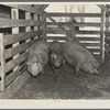 Sows on scales. Aledo, Illinois stockyards