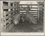 Sows on scales. Aledo, Illinois stockyards