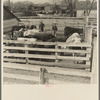 Cattle and attendants in the stockyards at Aledo, Illinois