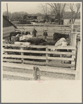 Cattle and attendants in the stockyards at Aledo, Illinois