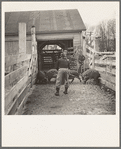 Driving hogs onto the weighing scales at the Aledo stockyards, Illinois