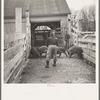 Driving hogs onto the weighing scales at the Aledo stockyards, Illinois