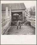 Driving hogs onto the weighing scales at the Aledo stockyards, Illinois