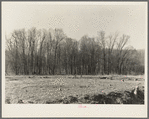 Land which has been cleared and timber which must be cut down, dam basin of Martin County Development Project, Indiana